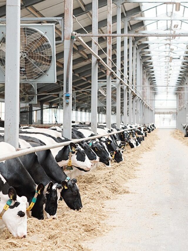 Benefits of Industrial Exhaust Fans in Dairy Farm – Blowerfab
